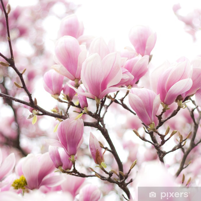 หัวน้ำหอม ดอกแมกโนเรีย Magnolia ไม่เร่งเทรซ 004259