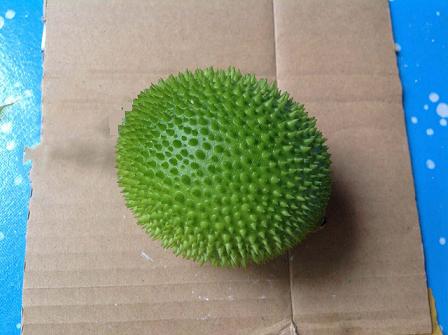 แม่พิมพ์ รูปฟักข้าว 5 ช่อง (100 g) สั่งผลิตขั้นต่ำ 2 ชิ้น IIPU