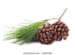 น้ำมันหอมระเหย pine oil 60 ml 005512