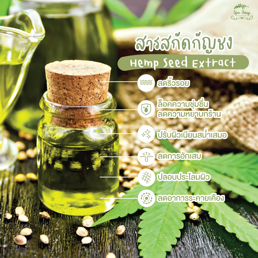 สารสกัดกัญชง กัญชา