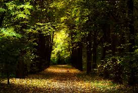 หัวน้ำหอม กลิ่นDeep Forest 002886
