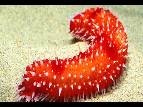 สารสกัด ปลิงทะเลสีแดง red sea cucumber extract 50 ml