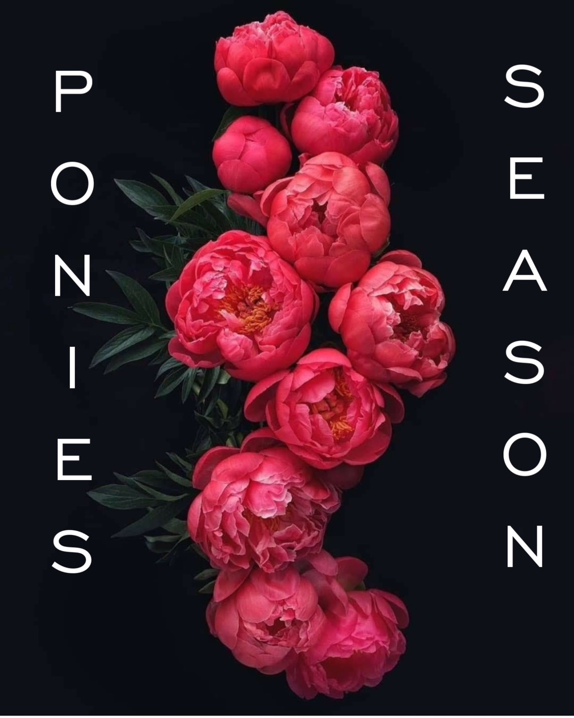 หัวน้ำหอมกลิ่น Peonies season ดอกพีโอนี่ 005617 oil base