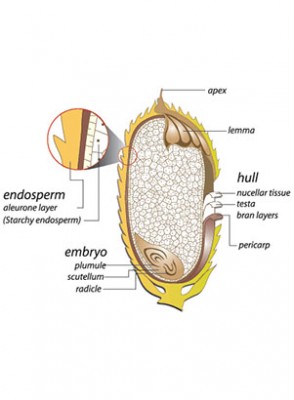 GABA Natural 50g 002150