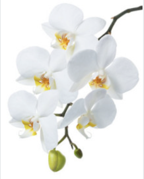 น้ำมันหอมระเหยดอกกล้วยไม้ White Orchid Leaf Oil 60ml CJ 005094
