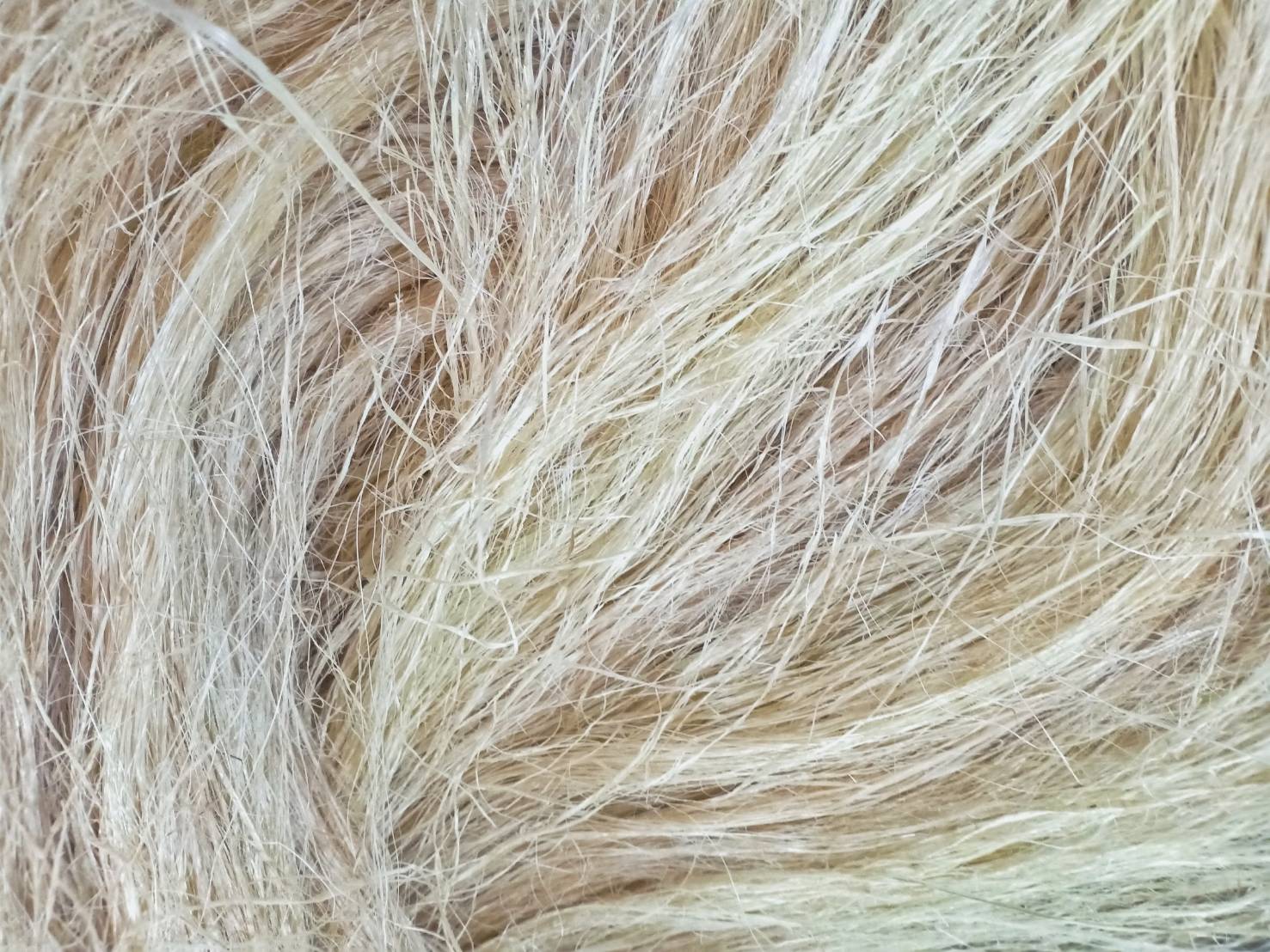 ใยกล้วย 10 กรัม 006243