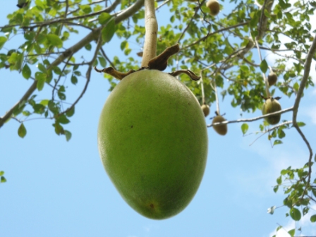 น้ำมันเบาบับ (Baobab Oil) 100ml
