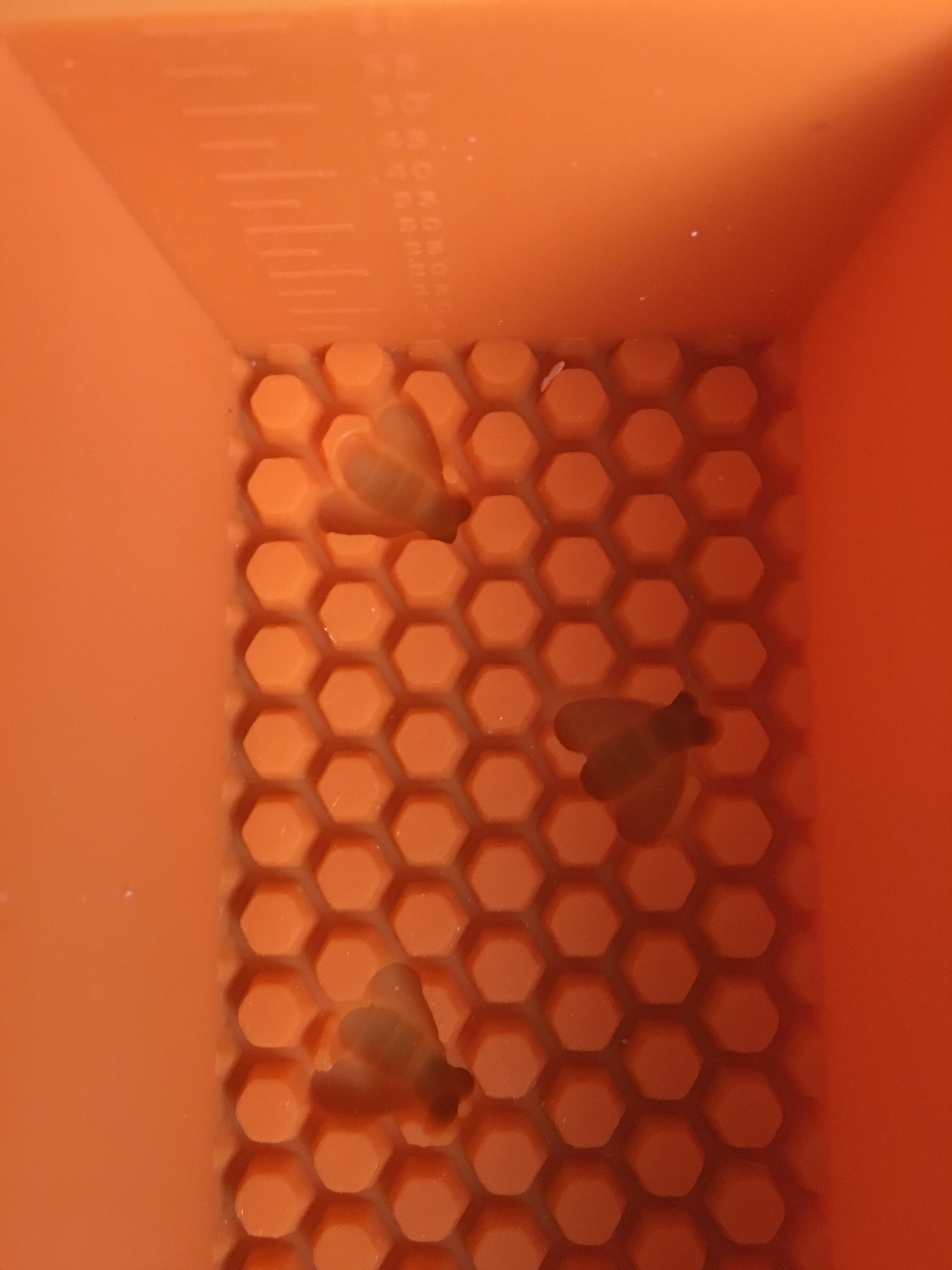 แม่พิมพ์ซิลิโคน loaf รังผึ้ง 6.5*26*6 cm 1000 g.