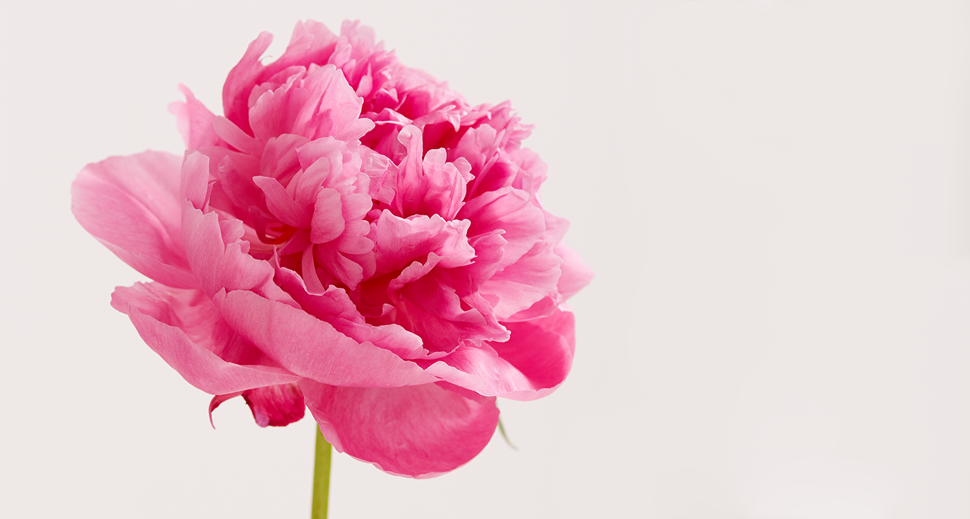 หัวน้ำหอม ดอกพีโอนี่ peony NG 004253