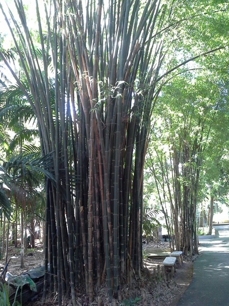 ต้น "ไผ่ลวกดำ"