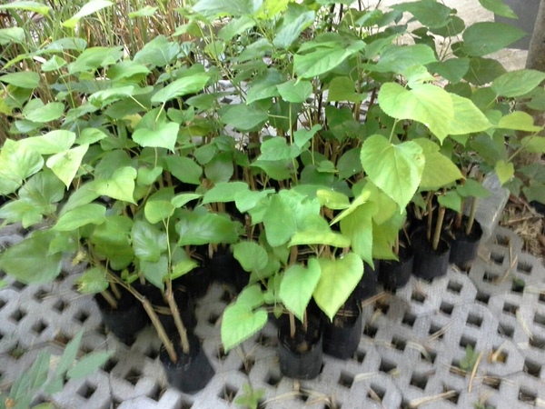 ต้น "หม่อน"