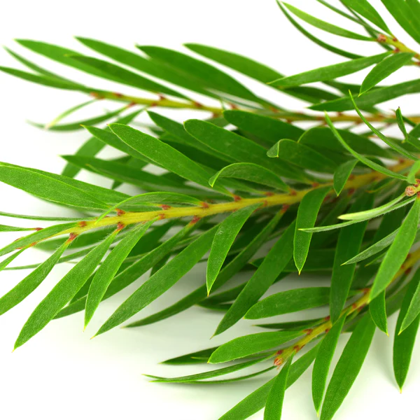 Melaleuca Acne สารสกัดจากทีทรี พัฒนาขึ้นสำหรับสูตรป้องกันสิว รักษาสิว 50ml 005760