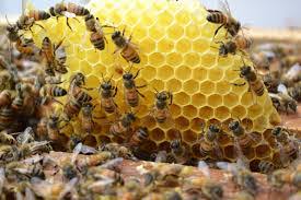 Propolis Extract สารสกัดผงจากรังผึ้ง 20g 007620