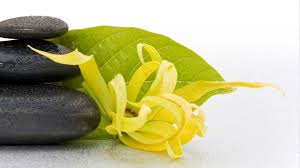 หัวน้ำหอมกลิ่น กระดังงา 002358