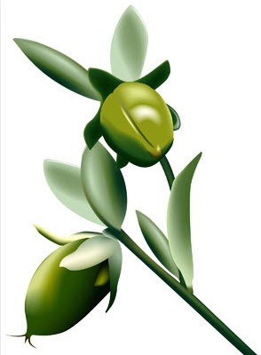 น้ำมัน Jojoba Oil 100ml