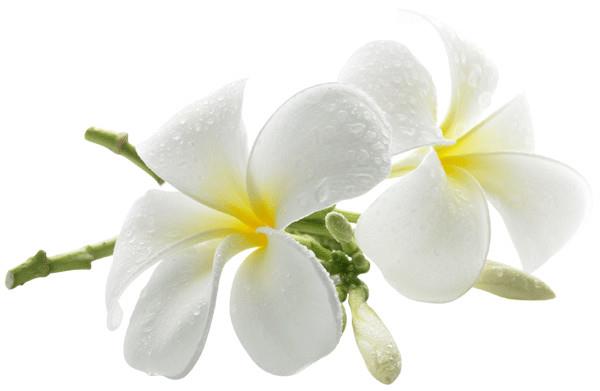 หัวน้ำหอม กลิ่นดอกลีลาวดีขาว K 002310