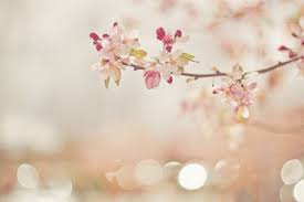หัวน้ำหอมกลิ่น beauty blossom 002351