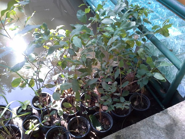 ต้น "สมอไทย"