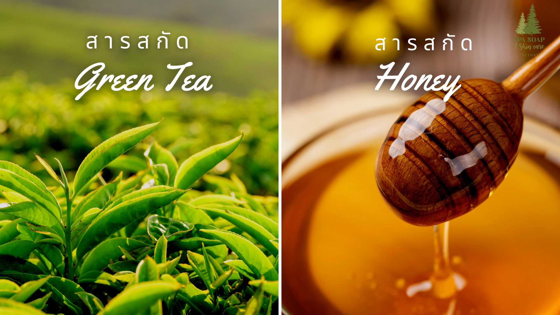 Green Tea Extract-Honey Extract Green Tea Extract-Honey Extract