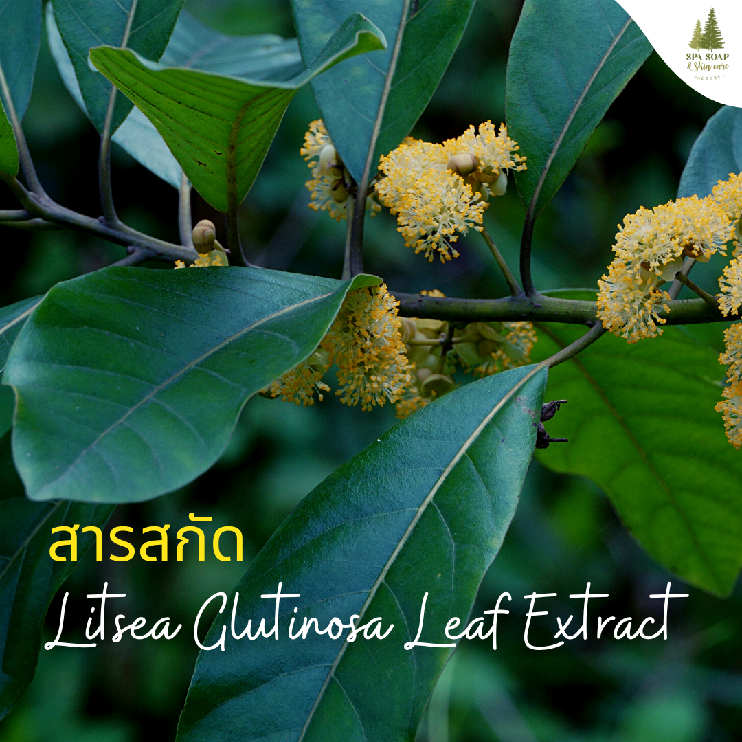 สารสกัดใบหมี่ Litsea Glutinosa Leaf Extract