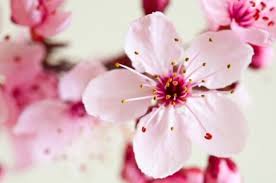 หัวน้ำหอม กลิ่นcherry blossom 0002344
