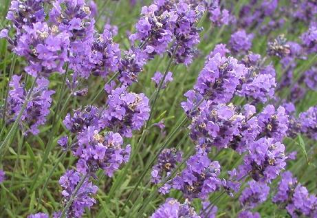 หัวน้ำหอม lavender M 001068