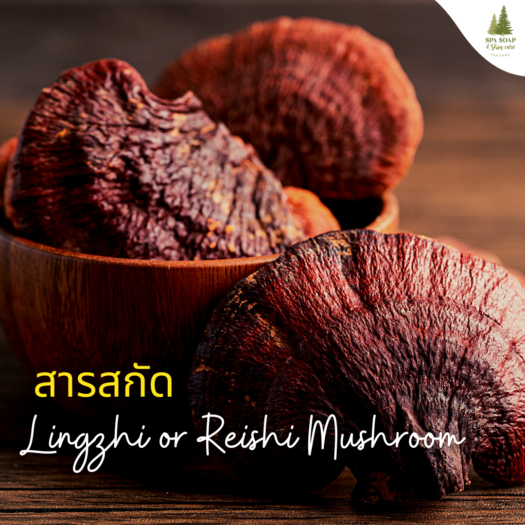 เห็ดหลินจือ (Lingzhi or Reishi Mushroom) - โรงงานผลิตสบู่ ขายส่งสบู่ ทำแบรนด์สบู่ โรงงานสกินแคร์
