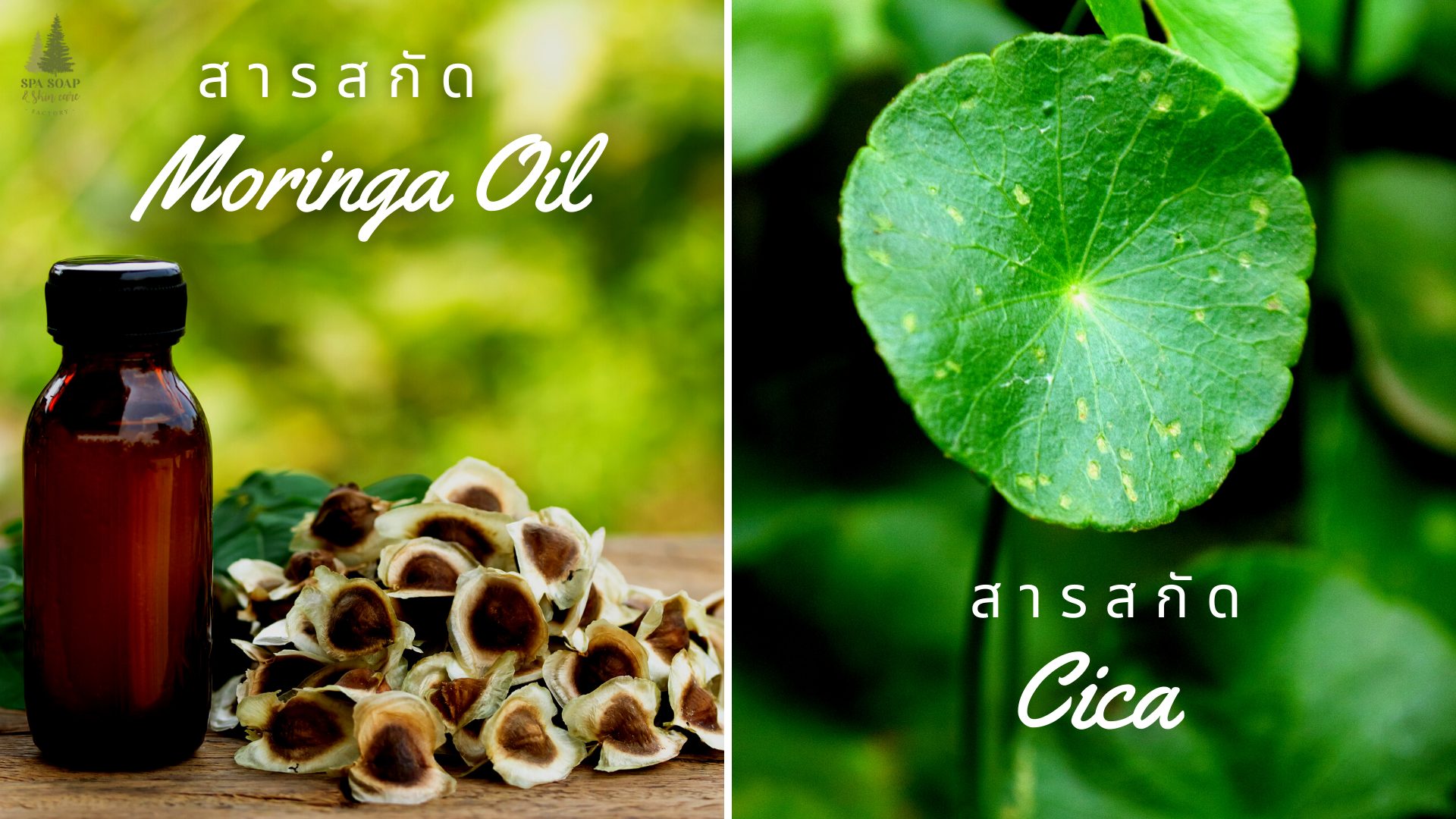 Moringa Oil-Moringa Oil-Cica Moringa Oil-Moringa Oil-Cica