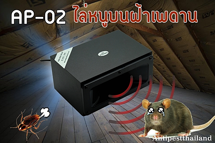 ไล่หนูบนฝ้า