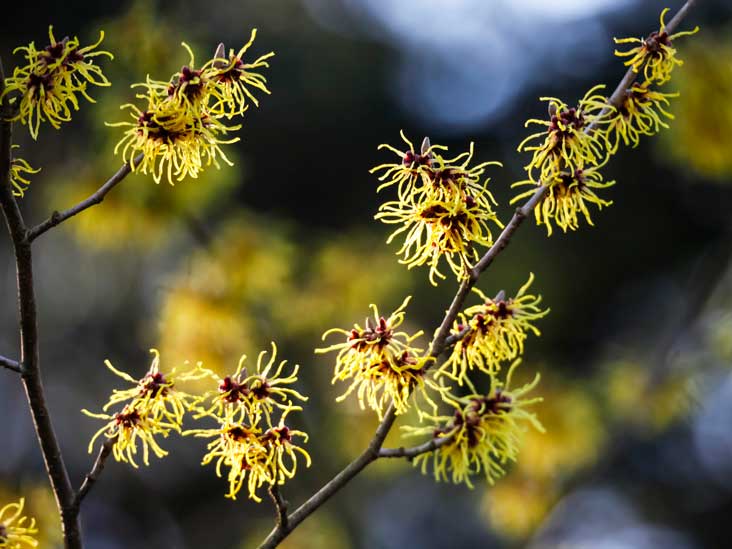สารสกัด witch hazel 100g 000910