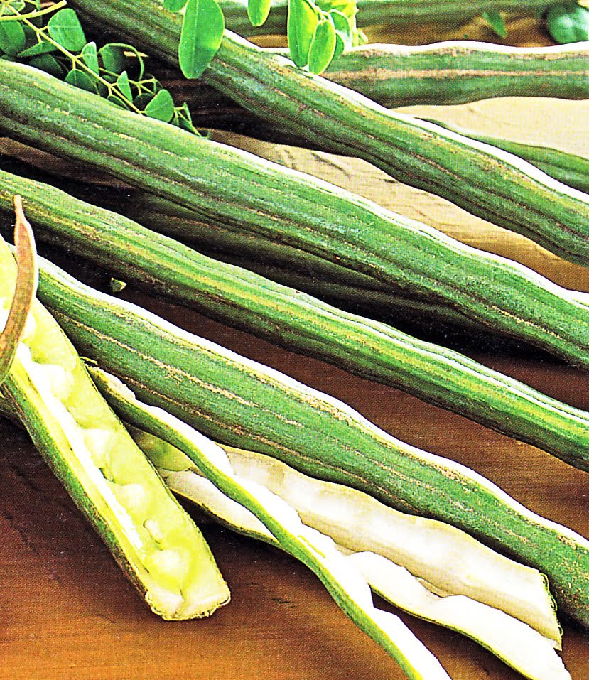 ผงมะรุม 50g