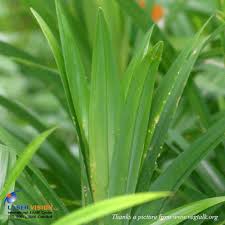 ใบเตยหอมผง 50g