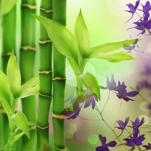 หัวน้ำหอม กลิ่น australian bamboo grass NG 004031