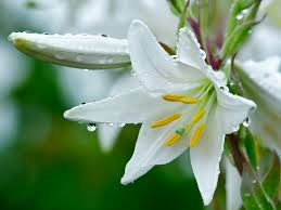 หัวน้ำหอม กลิ่นดอกลิลลี่ 002192
