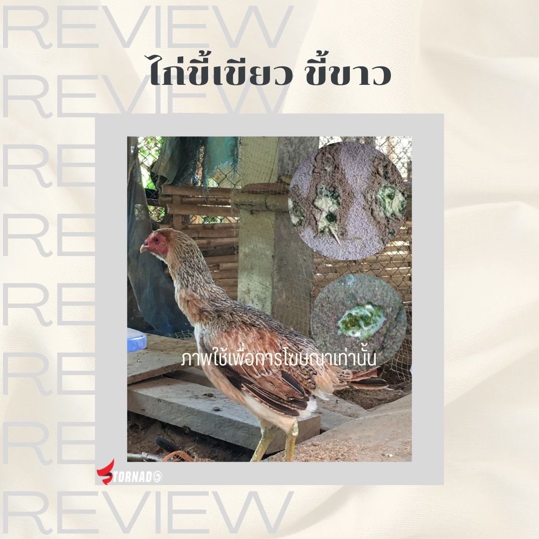 ฆ่าพยพยาธิ ช่วยย่อย ปรับระบบทางเดินอาหารไก่ชน Parasite tornado