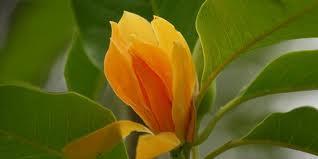 หัวน้ำหอม กลิ่นจำปา 002482