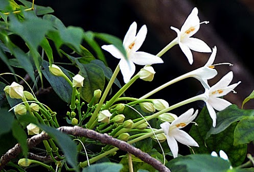 หัวน้ำหอม ดอกปีป 001231