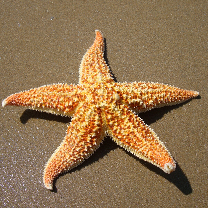 สารสกัด ปลาดาว Starfish Extract 50g