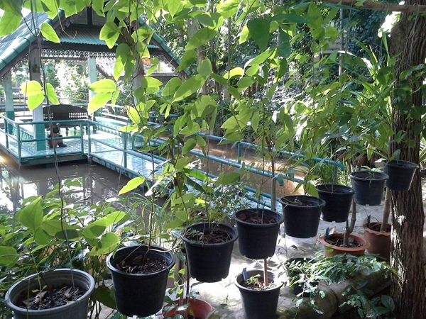 ต้น "กวาวเครือดำ"