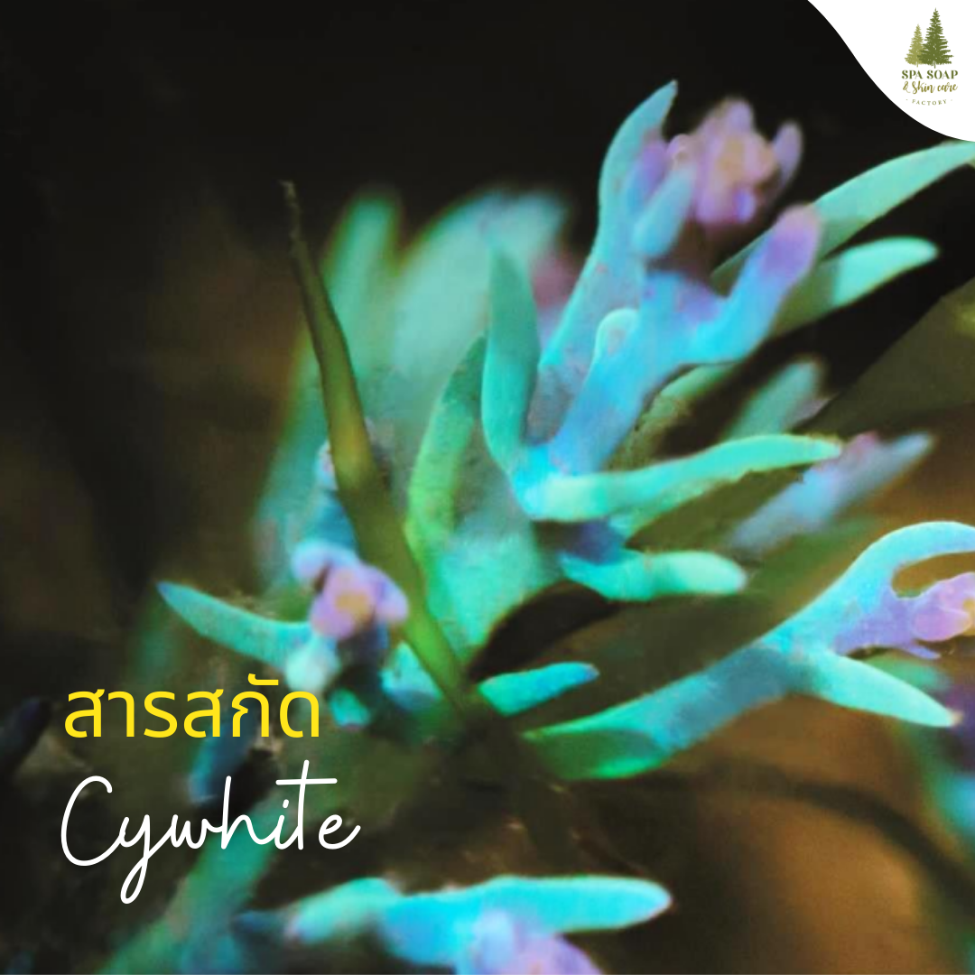 สารสกัดจากสาหร่ายสีรุ้ง CYWHITE