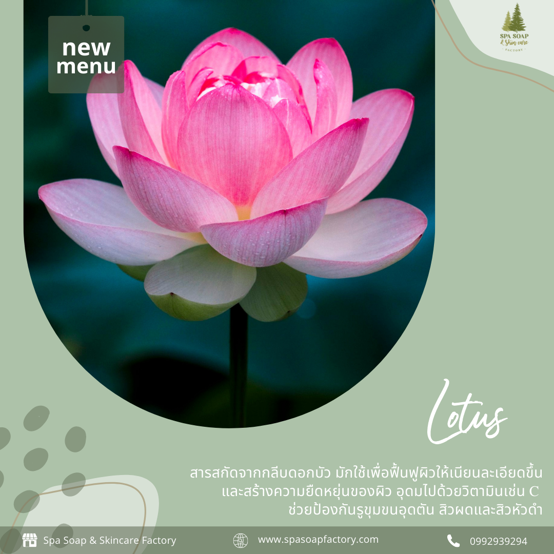 Lotus / ดอกบัว