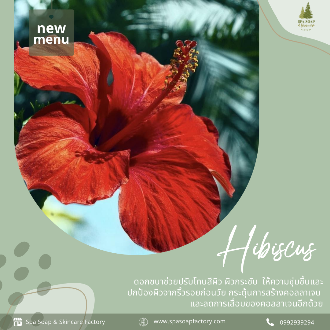 Hibiscus / ดอกชบา