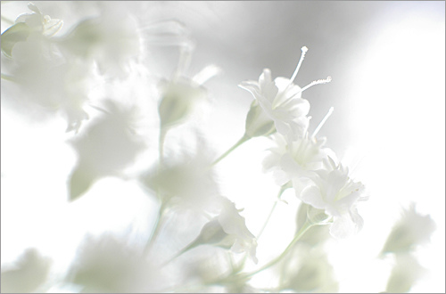 หัวน้ำหอม Soft white k004084