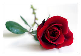 หัวน้ำหอมกลิ่น กุหลาบ Rose red 002394
