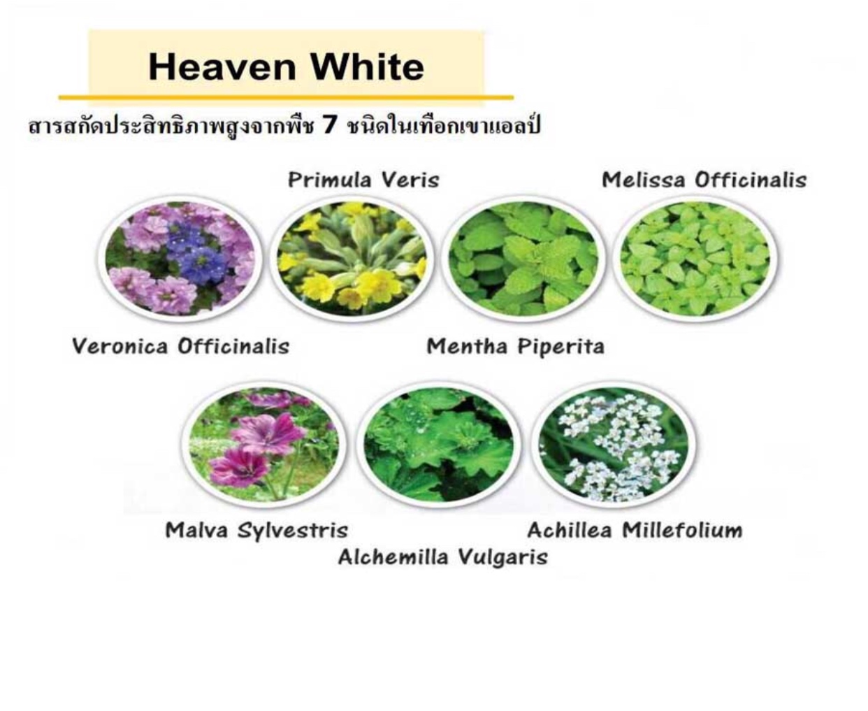สารสกัด 7-Plant Complex /Heaven white ในเทือกเขาแอลป์ 50 ml