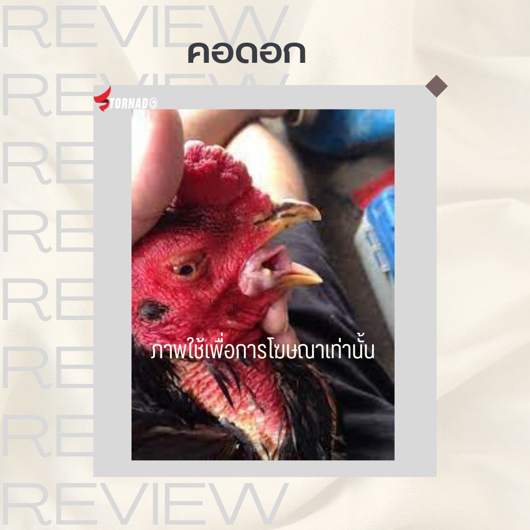 คอดอก คอครอก คอดัง อมพะนำ หวัดเรื้อรังรักษาอย่างไร อาหารเสริมบำรุงระบบหายใจ Cold N