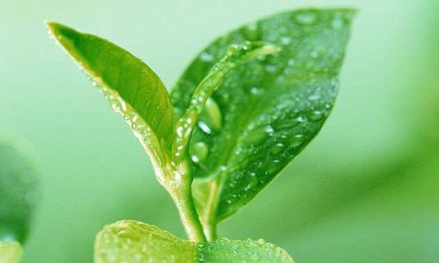 หัวน้ำหอม green tea 000863