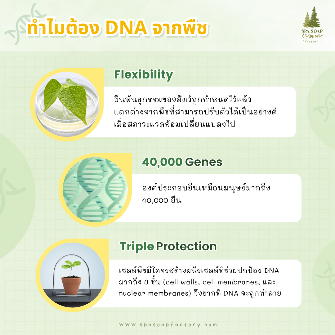 PhytoDNA PDRN จากพืช ตอบรับเทรนด์ Vegan beauty PhytoDNA PDRN จากพืช ตอบรับเทรนด์ Vegan beauty