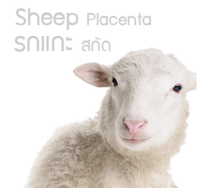 ผงสกัดรกแกะ Hydrolyzed Placental Extract 99 % 20g 005126