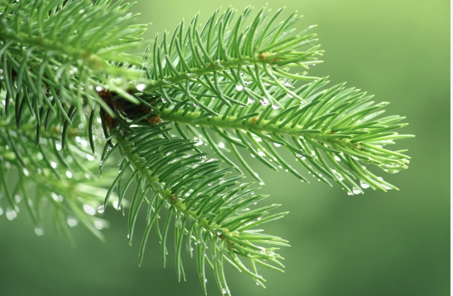 หัวน้ำหอม กลิ่นต้นสน pine needle fragrane oil ไม่เร่งเทรซ 005083